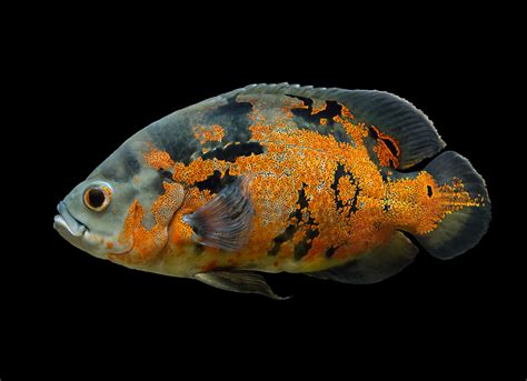 Feeding Oscar fish during breeding is essential to ensure the health of both parents and the successful hatching of their offspring. A targeted and nutritious diet can enhance fertility and vigor during this period. Here are the specifics: Enhanced Protein Intake: Breeding Oscars benefit from a diet comprising 45-50% protein. This can be …